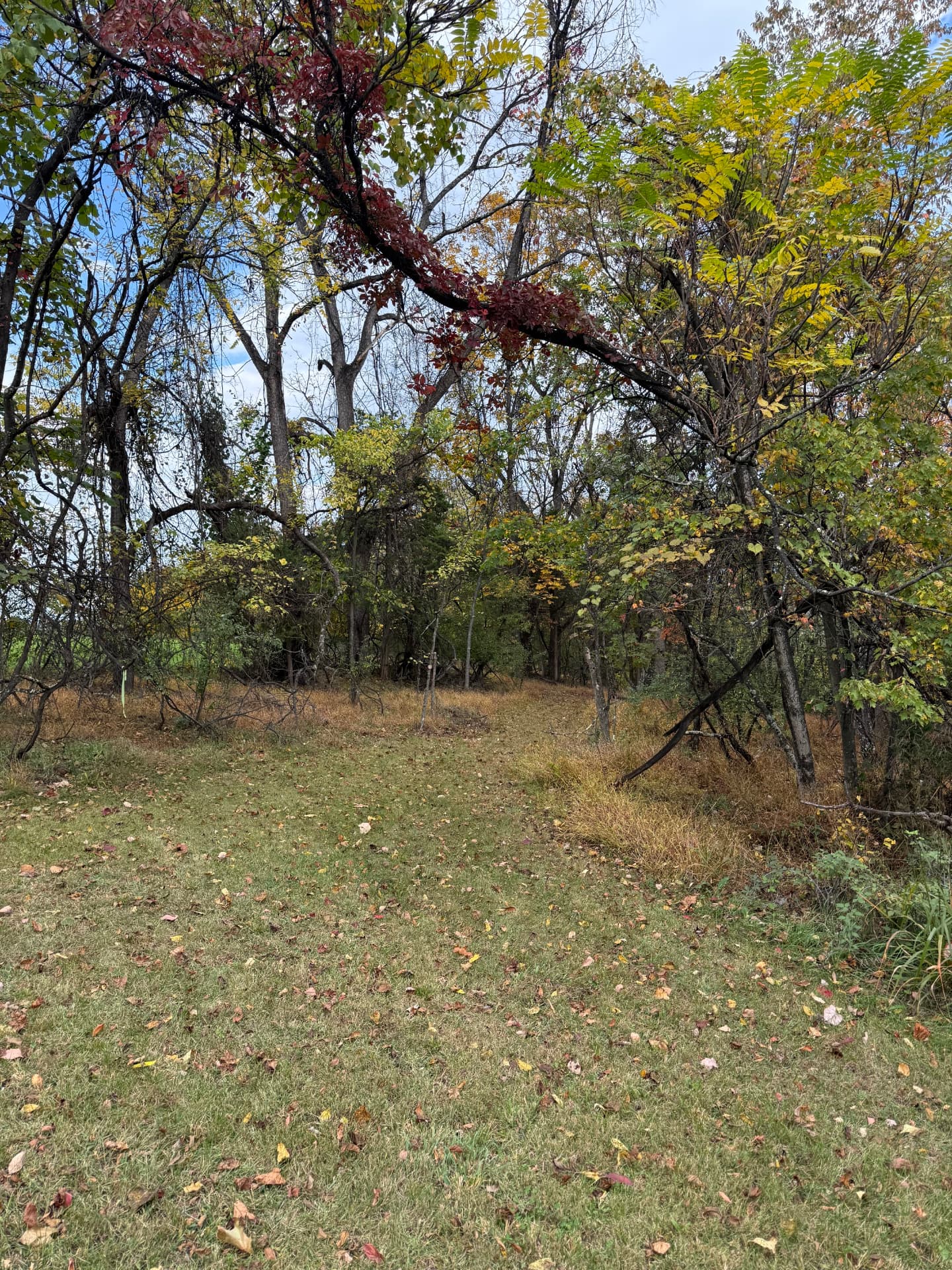 A woodland trail of grass and fallen leaves leading into a stand of autumn trees