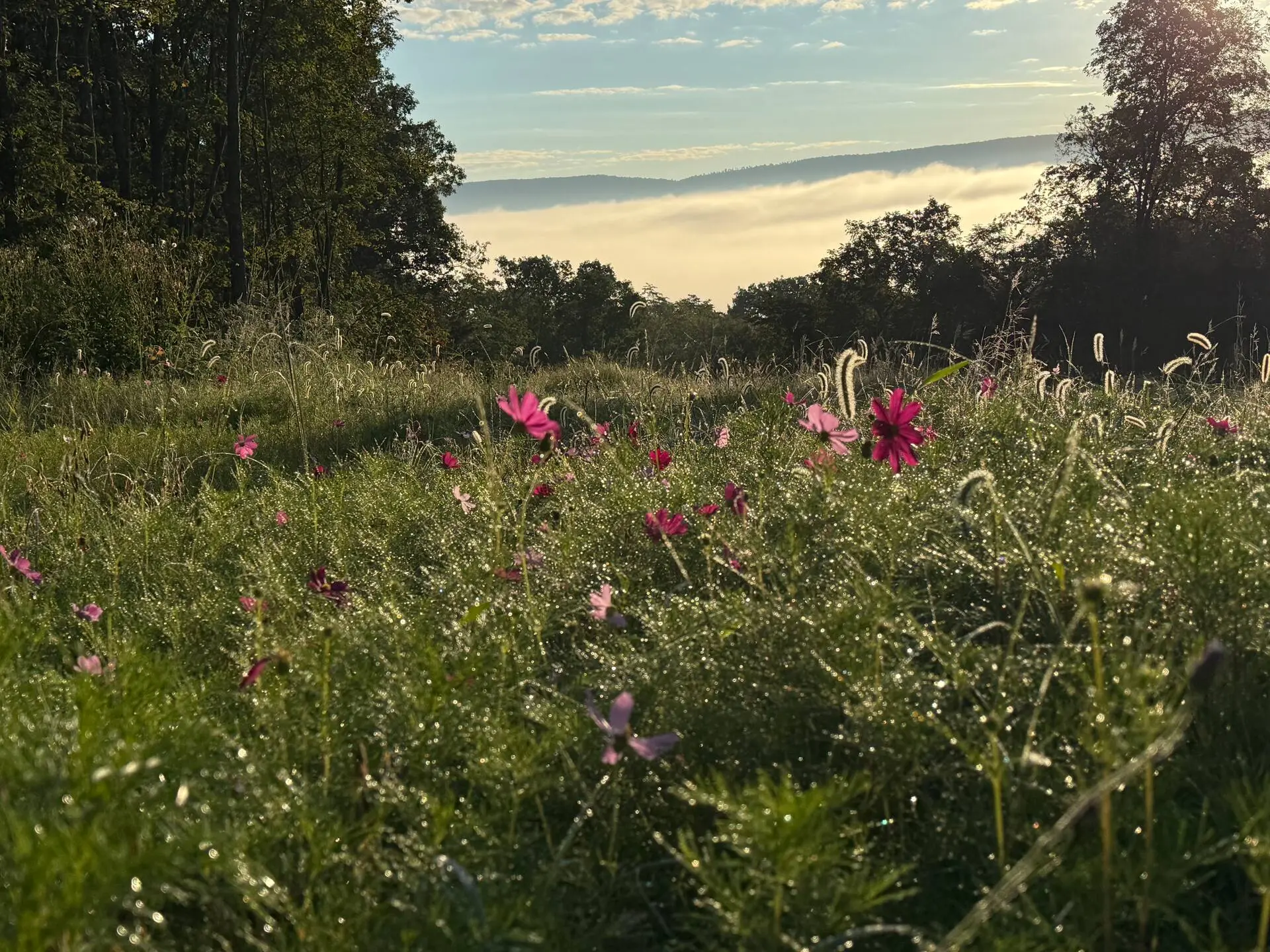 Wildflowers in a dewy meadow with morning mist settled in the valley below the mountains